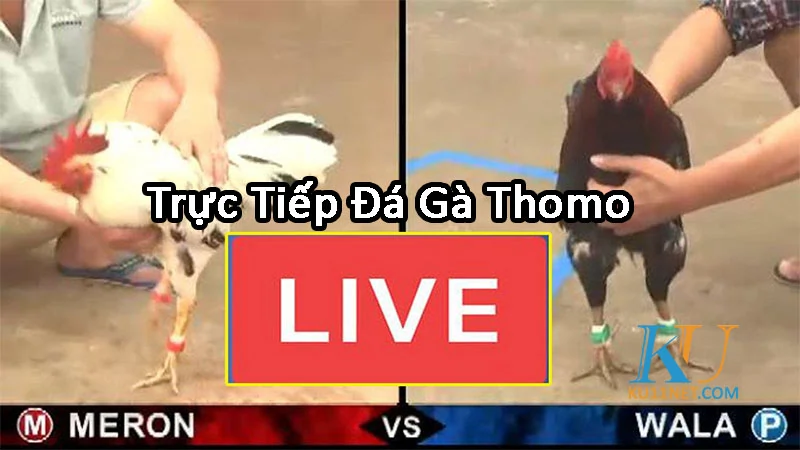 Trực tiếp đá gà thomo ở đâu?